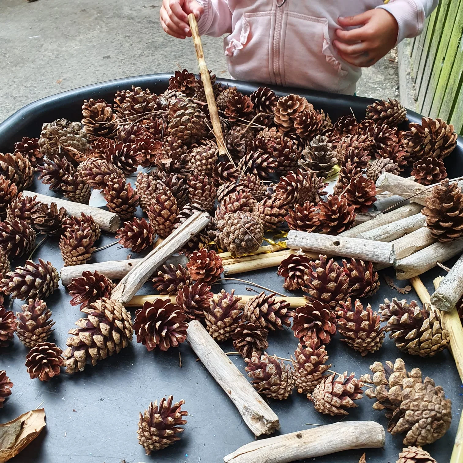 Pinecones and natural materials gathered for Riverside creative play